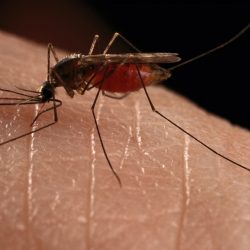 Mosquito borrachudo prolifera nas áreas urbanas e no interior