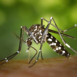 Dengue na gestação tende a aumentar risco de morte do bebê