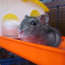 Como cuidar de um hamster de estimação?