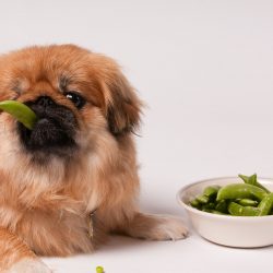 Alimentos que cães e gatos não devem comer