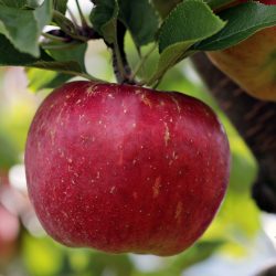 Bicarbonato de sódio retira até 96% do agrotóxico da maçã