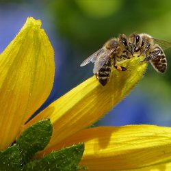 Avaliação de transgênicos deve considerar abelhas nativas