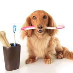 A importância da escovação dentária na saúde do animal