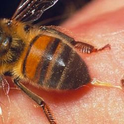 Produzido pela primeira vez  soro contra picadas de abelhas