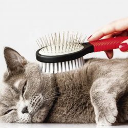 A importância da escovação dos pelos dos pets