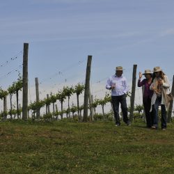 Celebrada em cidades vinícolas da Europa, data contará com ações no Brasil a partir de 2018