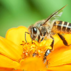 Sindicato de defensivos agrícolas anuncia  metas até 2020 em prol das abelhas