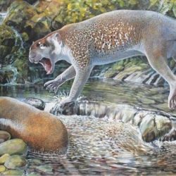 Fóssil de leão marsupial extinto é descoberto na Austrália