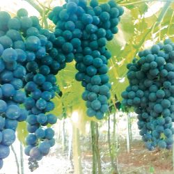 Safra da uva deve chegar a 700 milhões quilos, prevê chefe-geral da Embrapa Uva e Vinho