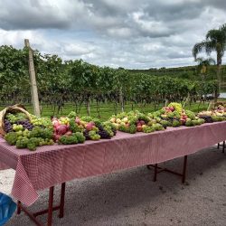 Festa de abertura da safra no Estado marca regularização dos primeiros produtores de vinho colonial