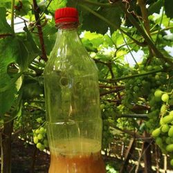 Pesquisadores adaptam tecnologia espanhola para combater mosca-das-frutas nos parreirais