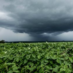 Cientistas criam aplicativo com previsão imediata de chuvas para agricultores