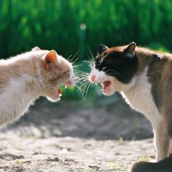 Como diferenciar brigas de brincadeiras entre gatos