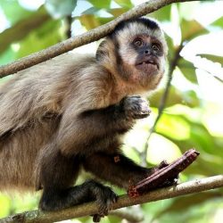 Macacos não são transmissores de febre amarela