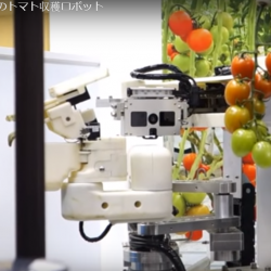 Tóquio apresenta um robô que colhe tomates