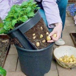 Sete passos para cultivar batata em vasos na sua casa