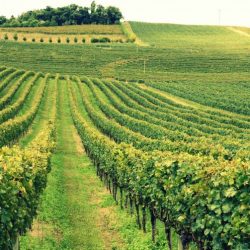 Decisão do STF pode deixar 90% dos  viticultores irregulares