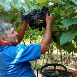 Casal de Tuiuty produz o primeiro vinho colonial legalizado do Brasil