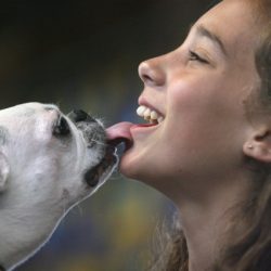 Beijar cachorro faz bem