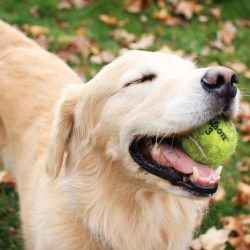 A importância das brincadeiras para o bem estar dos cães