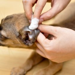 Maneiras corretas de limpar as orelhas dos cães