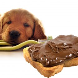 Chocolate é tóxico e perigoso para os cachorros
