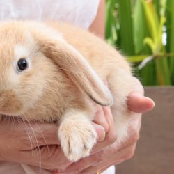 Número de coelhos  abandonados aumenta  com a aproximação da Páscoa