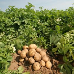 Agosto e setembro são os meses  propícios para plantação de batatas