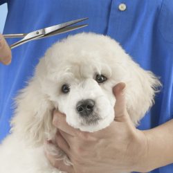 Pelos embolados podem causar feridas nos cães
