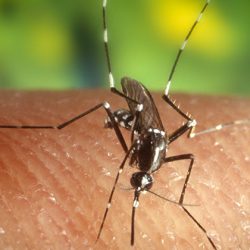 Aquecimento global facilita transmissão de vírus por mosquitos