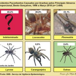 Aranha-marrom e armadeira são responsáveis por mais de 50% das picadas registradas em Bento Gonçalves