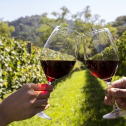Dia do Vinho 2018 será lançado em Santa Maria