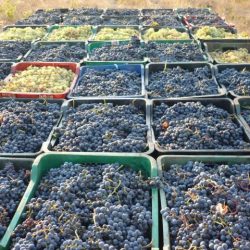 Ministério da Agricultura atualiza padrões de vinho, uva e derivados