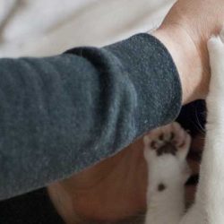 Feridas causadas por arranhões de gatos infeccionam mais de 50% das vezes