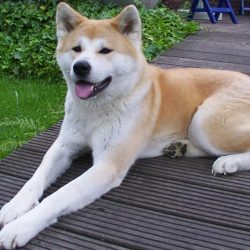 Akita está entre os cães mais belos e fiéis