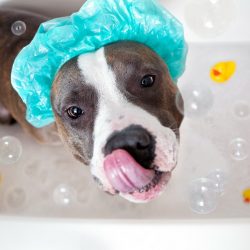 Os cuidados necessários com a higiene dos cães