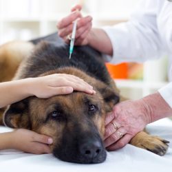A importância da vacinação para os cães