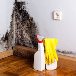 Como limpar mofo das paredes