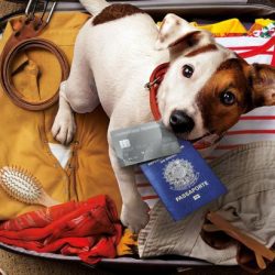Certificado Veterinário para viagens com cães e gatos aos EUA passa a ser digital