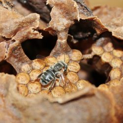 Comissão de Agricultura aprova  política de incentivo à apicultura