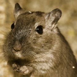 Frio pode ocasionar hibernação em hamsters
