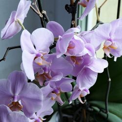 Além de lindas, orquídeas duram bastante tempo com cuidados especiais