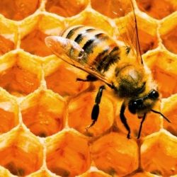 Secretaria de Agricultura entrega cera  de abelha e recebe pedidos de alevinos