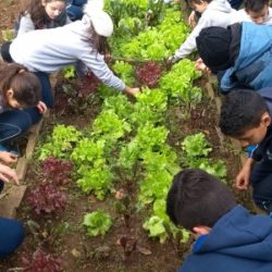 Escola municipal desenvolve  projeto voltado ao cultivo da horta