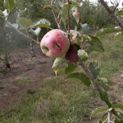 Alternativas para controle de doenças nas maçãs