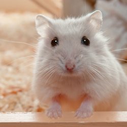 Cuidados essenciais com o hamster de estimação