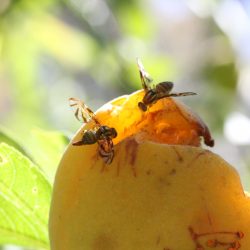 Embrapa reinicia alerta para monitorar insetos-praga na Serra Gaúcha