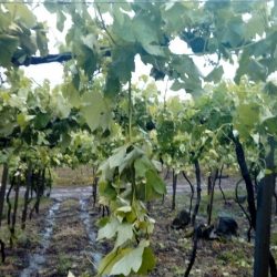 Pesquisadores da Embrapa Uva e Vinho alertam para período sujeito a incidência de granizo e sugerem medidas