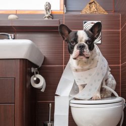 Como ensinar o cachorro a fazer as necessidades no jornal ou no tapete higiênico?