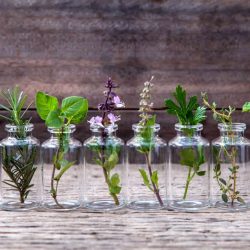 10 plantas aromáticas que não precisam de terra para crescer